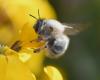 Anthophora sp.